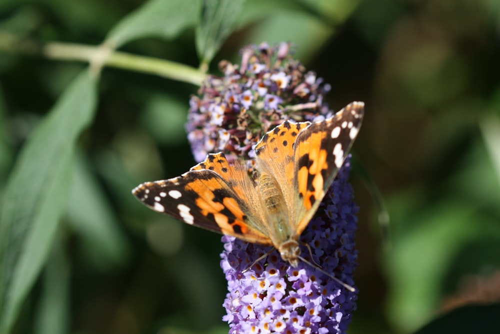 orange butterfly on flower