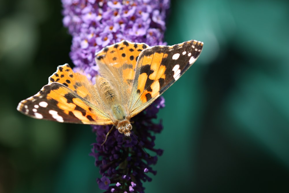 yellow butterflyt