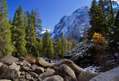 green pine trees yosemite teams background