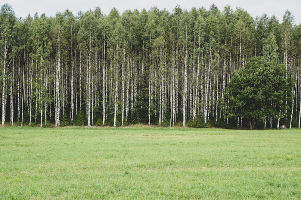 forest during daytime