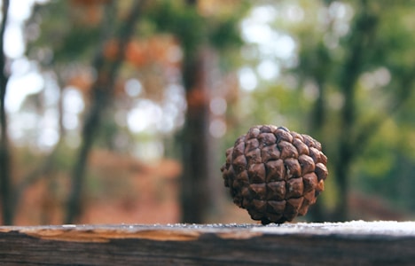A pine cone rests on a wooden surface with a blurry background of trees in a forest setting, showcasing a mix of autumnal colors.