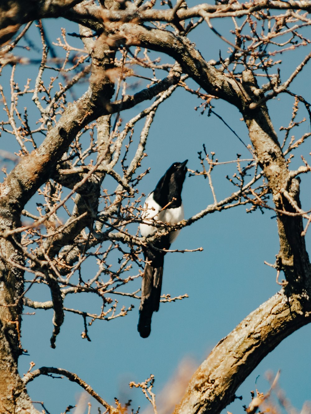 bird on tree branch