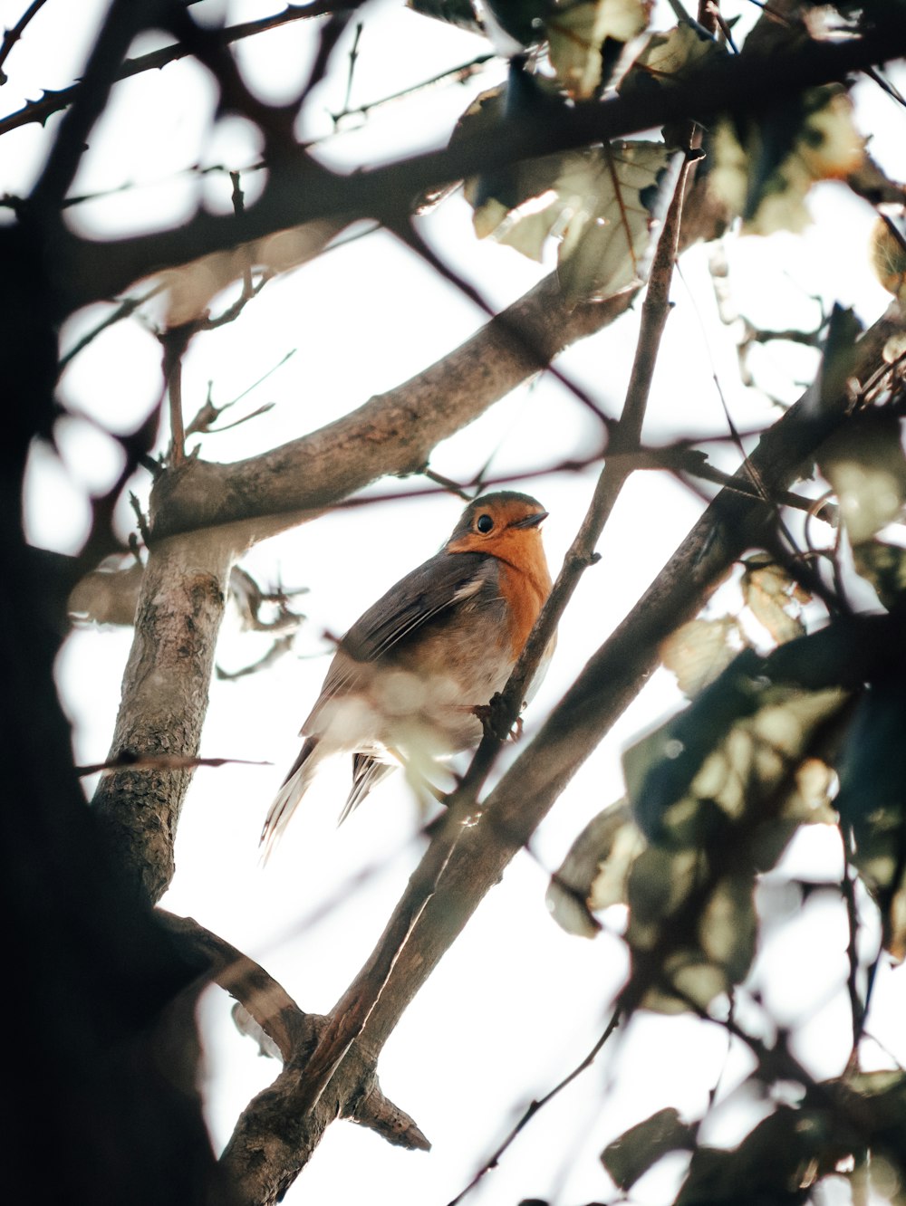 selective focus photography of black and brown bird fetched on tree branch