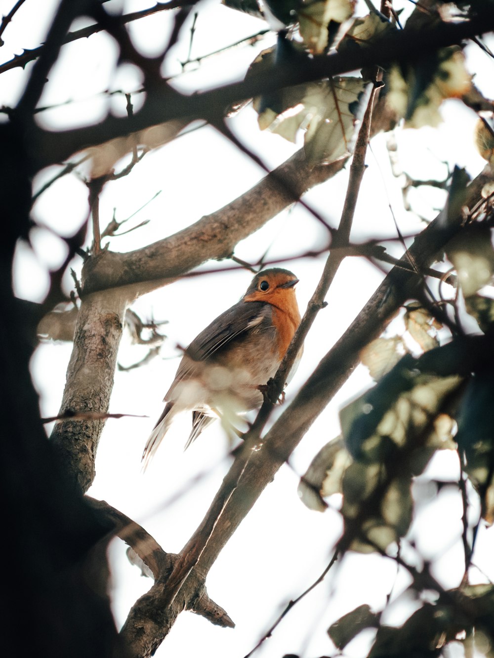 木の枝で捕獲された黒と茶色の鳥のセレクティブフォーカス写真