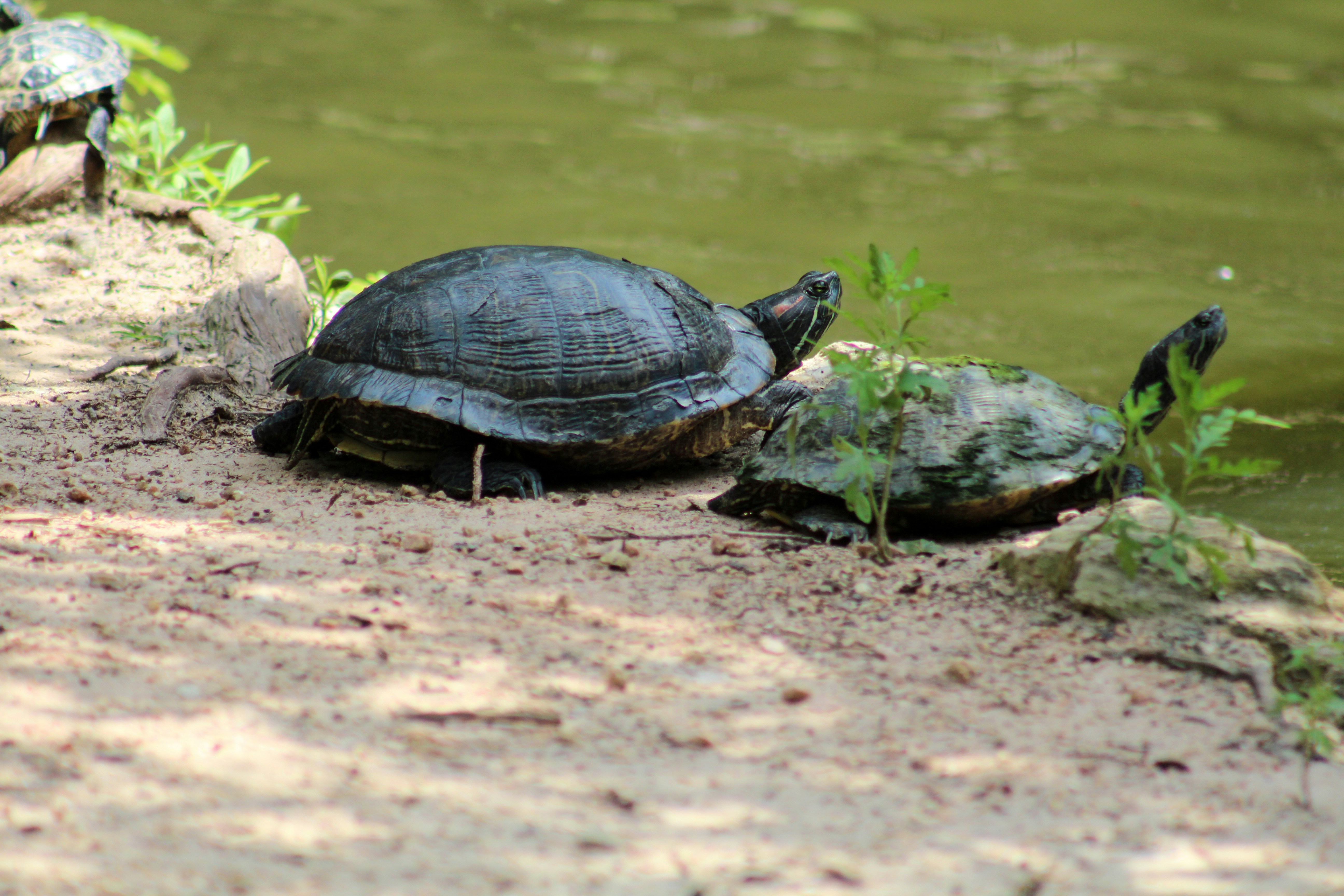 two brown turtles near pond sea life zoom background