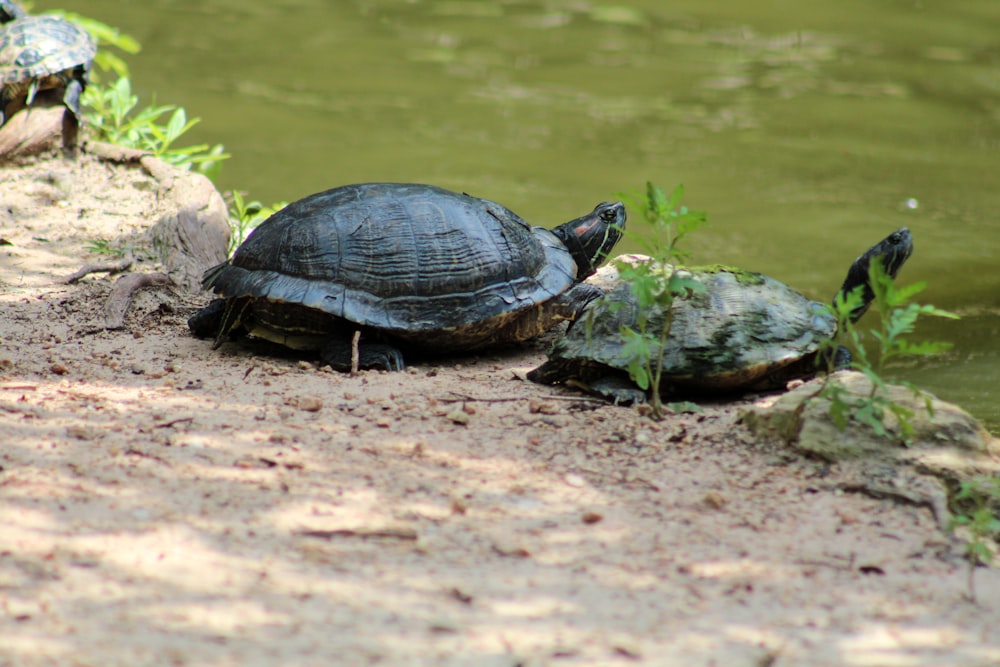 two brown turtles near pond
