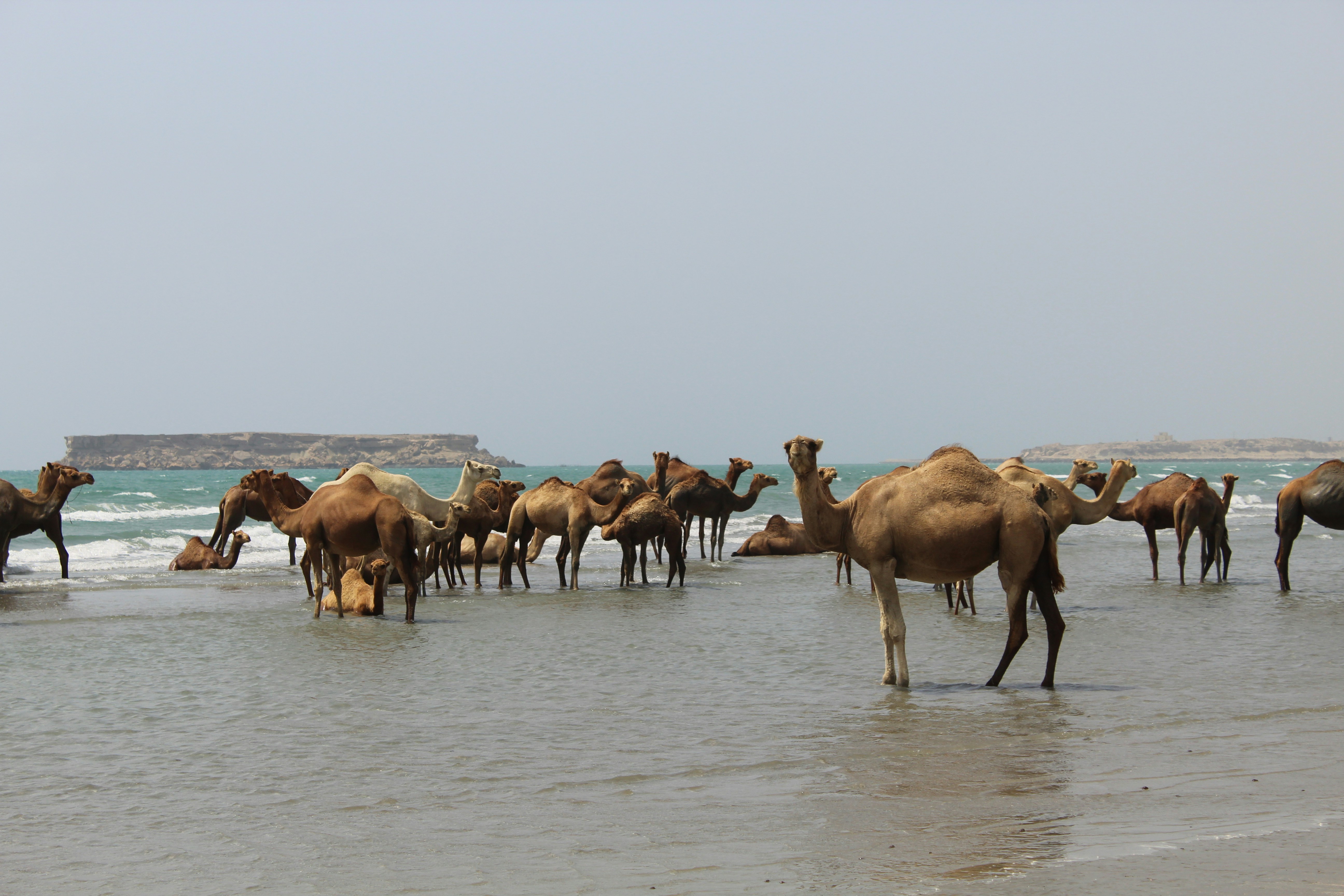 brown camels standing on seashore