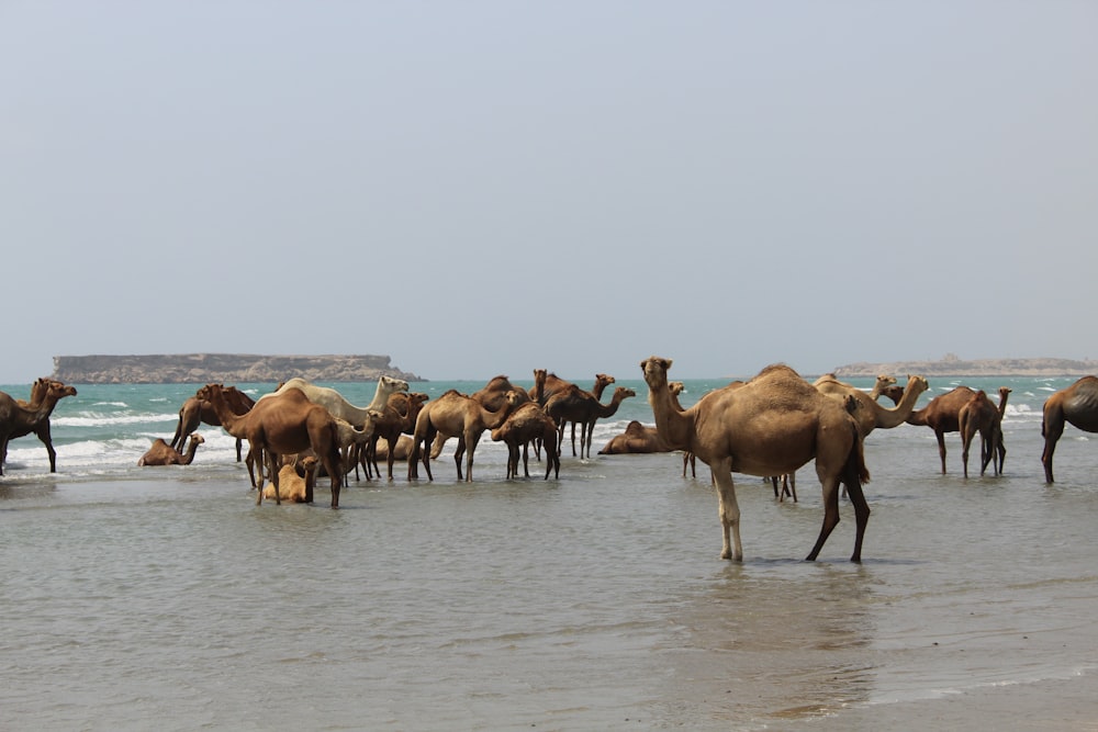braune Kamele stehen am Meeresufer