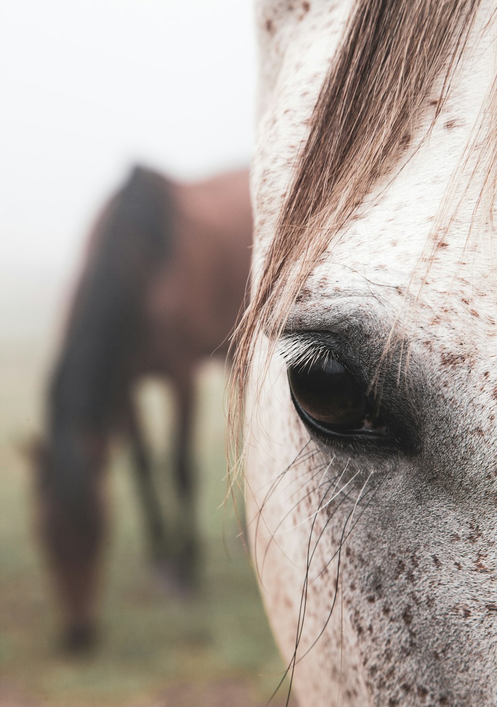 Vista de cerca del ojo derecho del caballo blanco