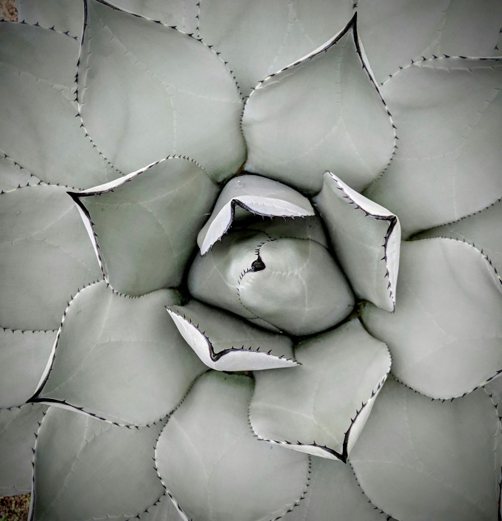 white flower