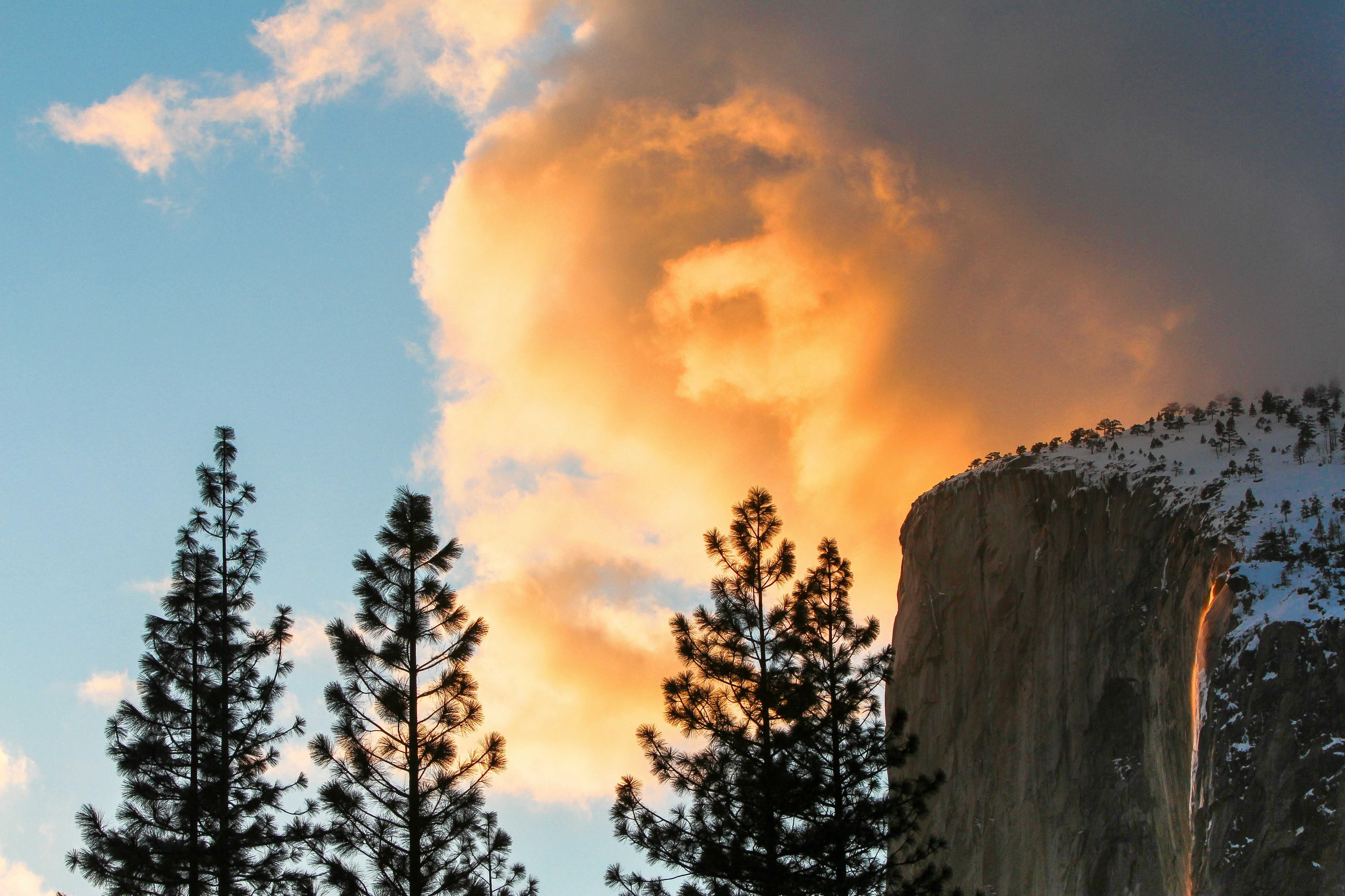 silhouette of trees during daytime, 
