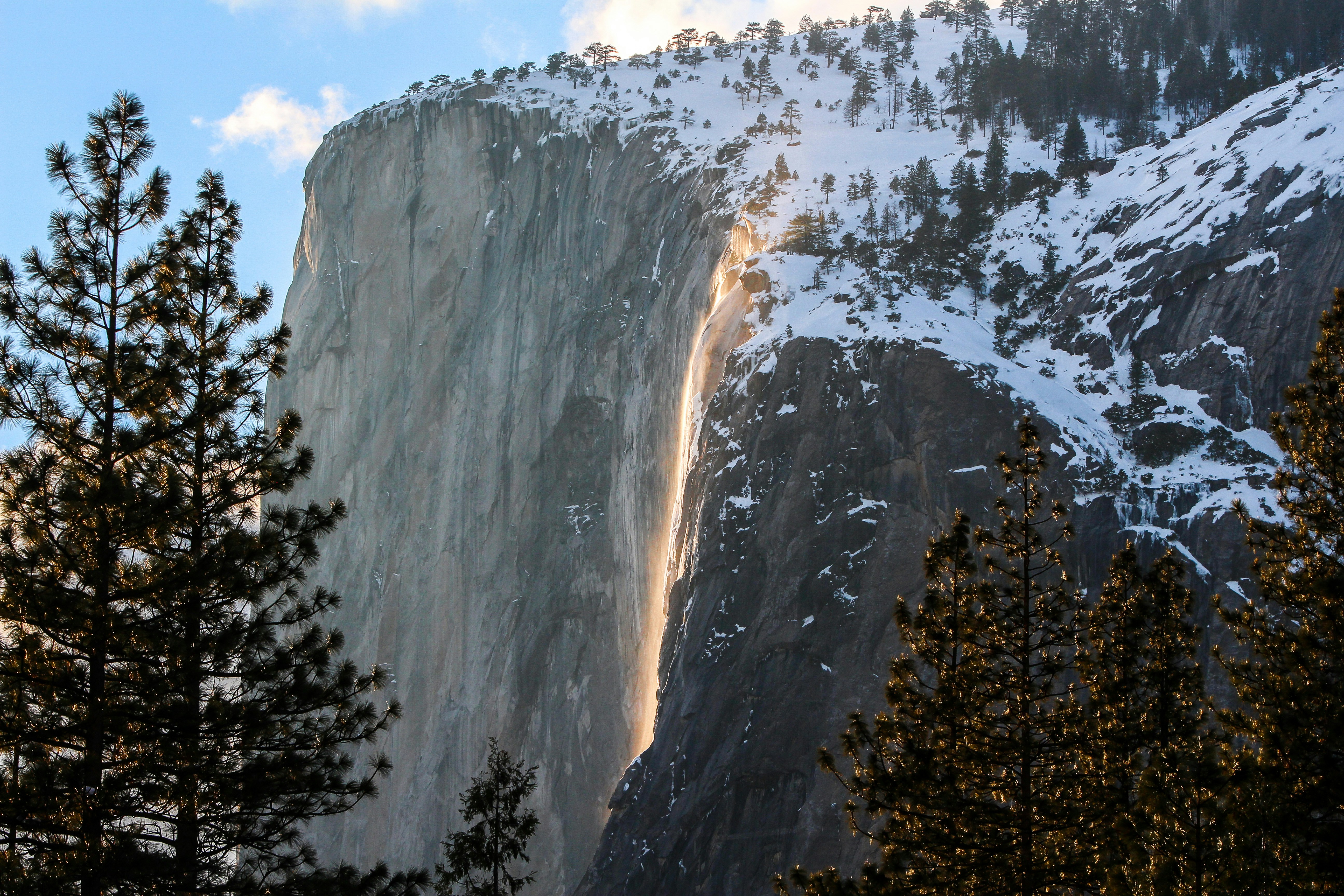 trees and gray mountain