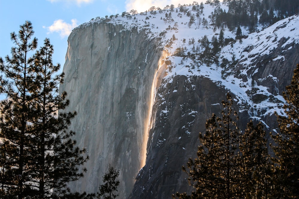 trees and gray mountain