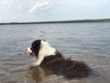 A dog with long, fluffy fur partially submerged in water, facing towards the left. The background features a calm, expansive body of water with a distant shoreline and cloudy sky.