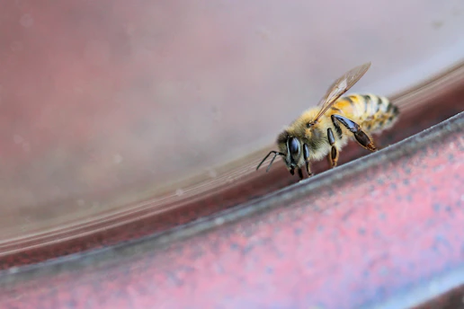 Close-up of a glossy melipona bee perched on a golden honeycomb cell, highlighting its delicate wings and vibrant body.