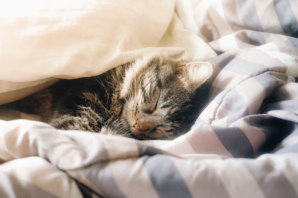 brown tabby cat lying in bed