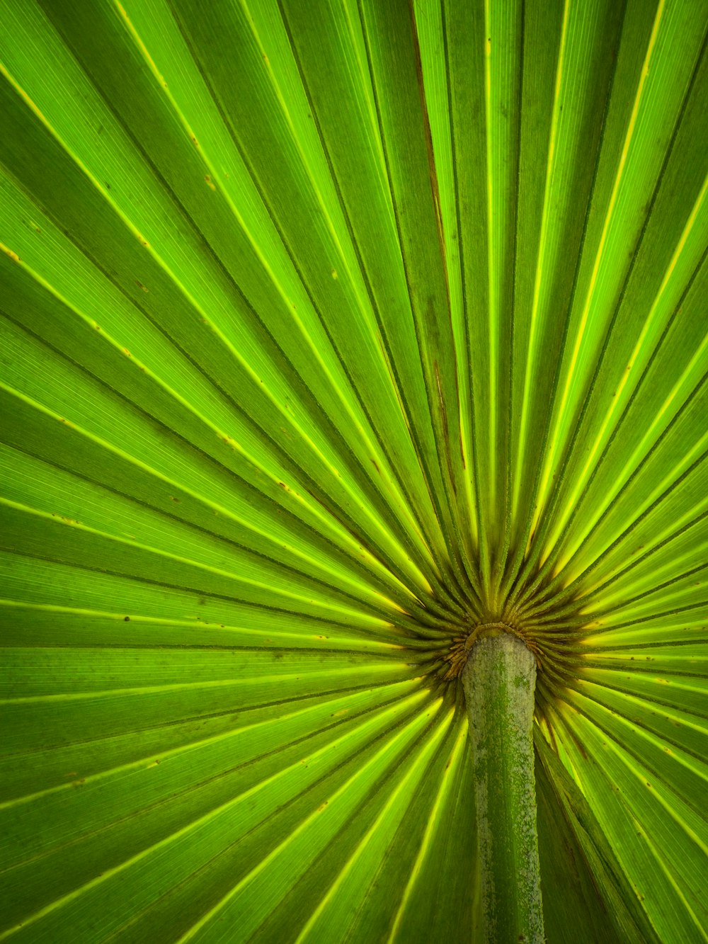 green fan palm