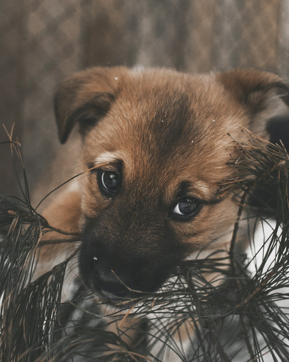 Chiot brun mordant les feuilles