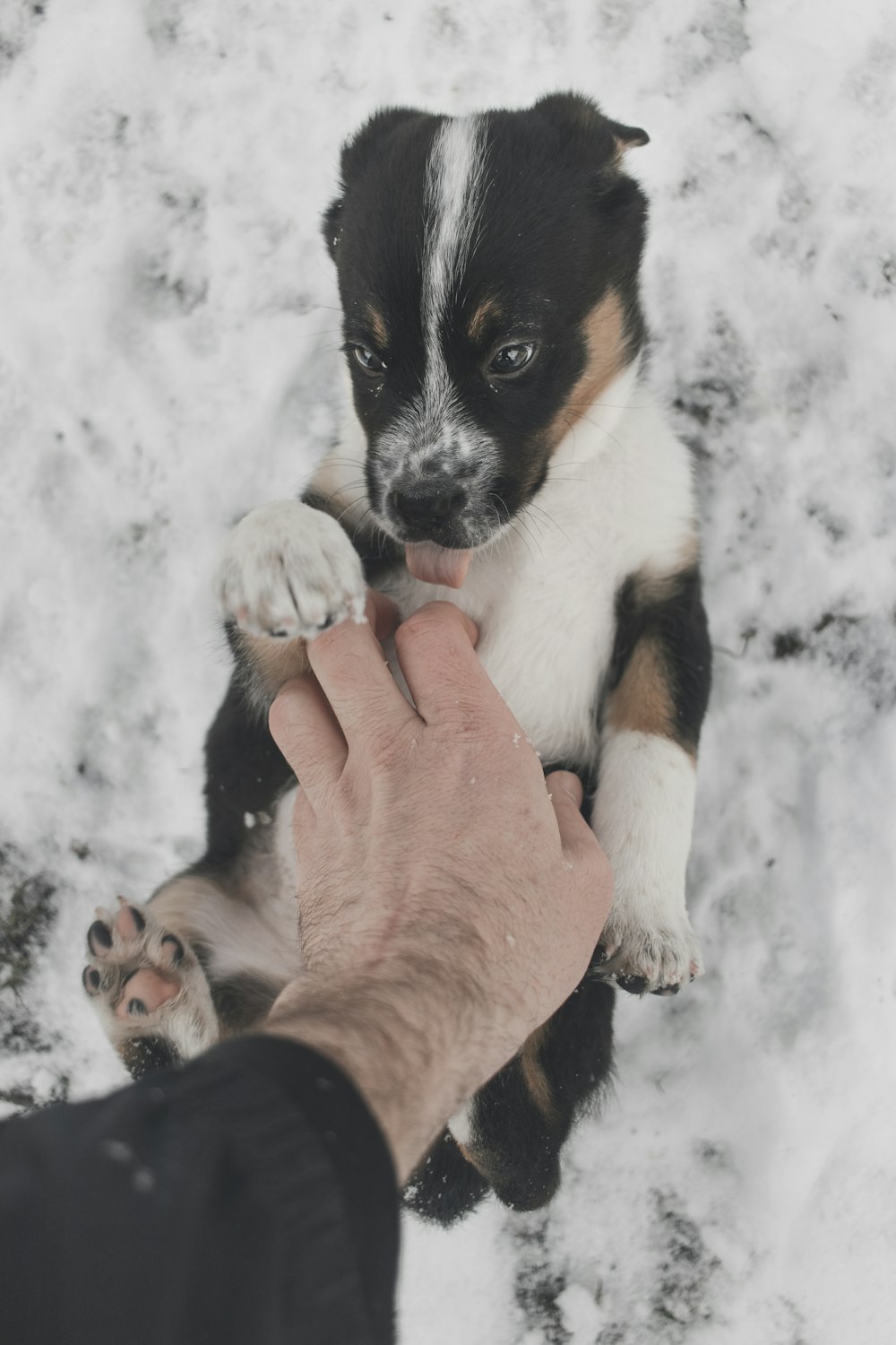 personne jouant avec un chiot pendant l’hiver