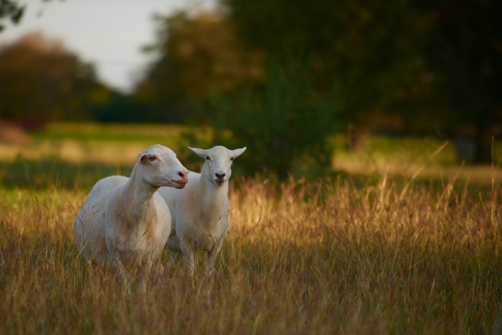 two sheep at the field during day