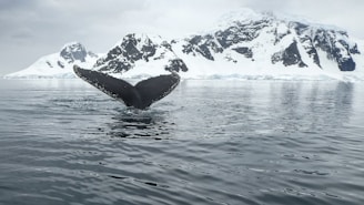 view of whale's tail at the body of water