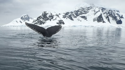 view of whale's tail at the body of water