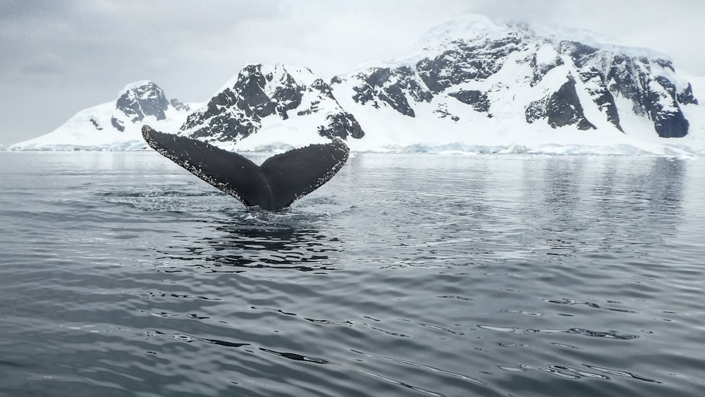 Vista da cauda da baleia no corpo de água