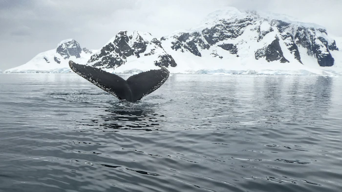 A whale's tail off the bow