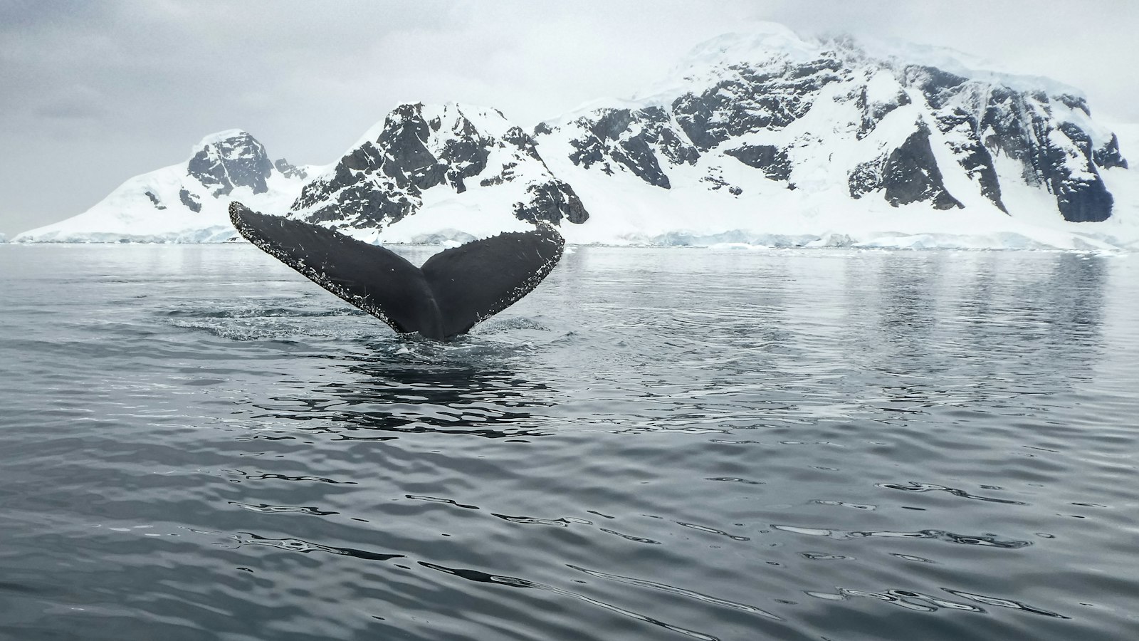 Humpback whale fluke rising from dark water with icy Antarctic shoreline beyond