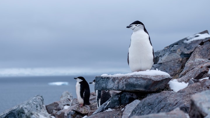 A family of penguins on a rocky shoreline