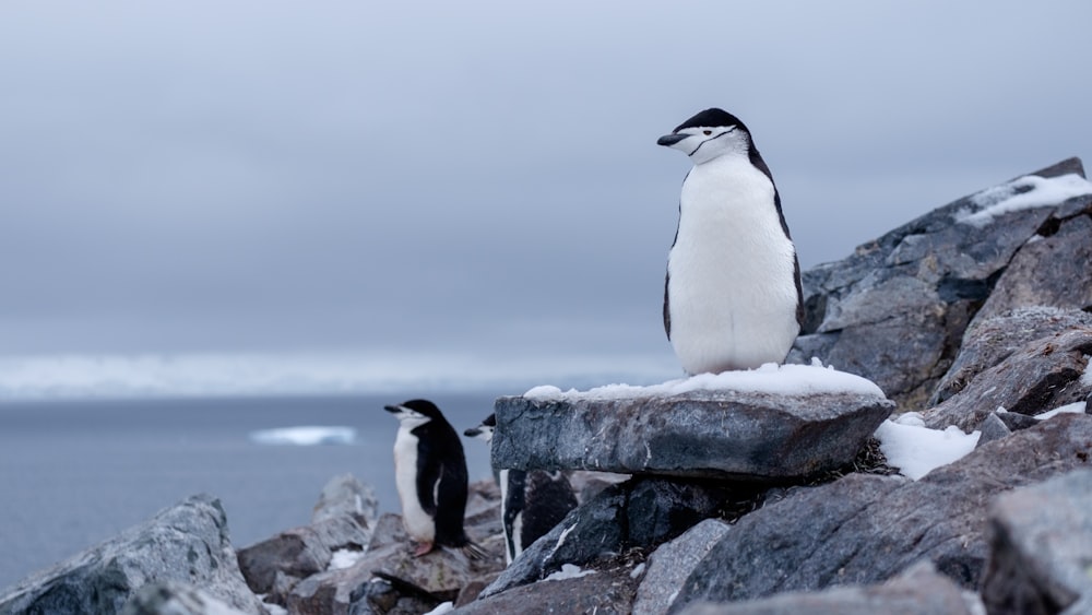 white-and-black penguins on rocks