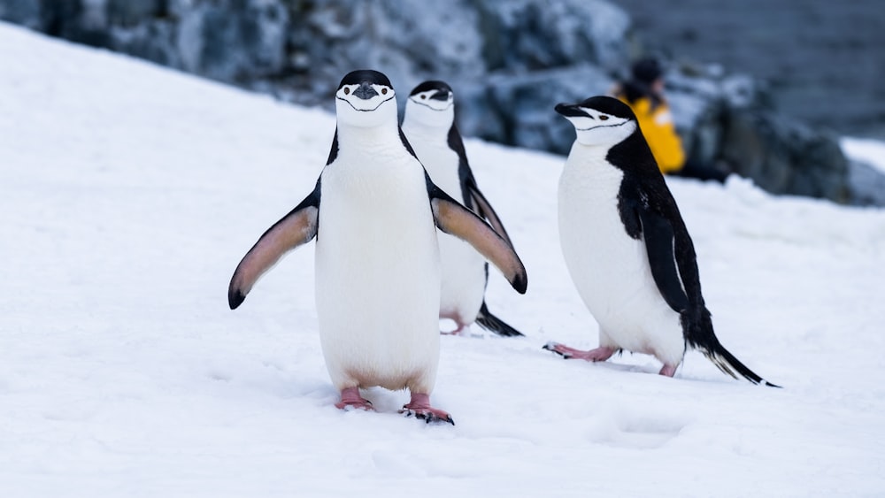 Pinguins em campos cobertos de neve durante o dia