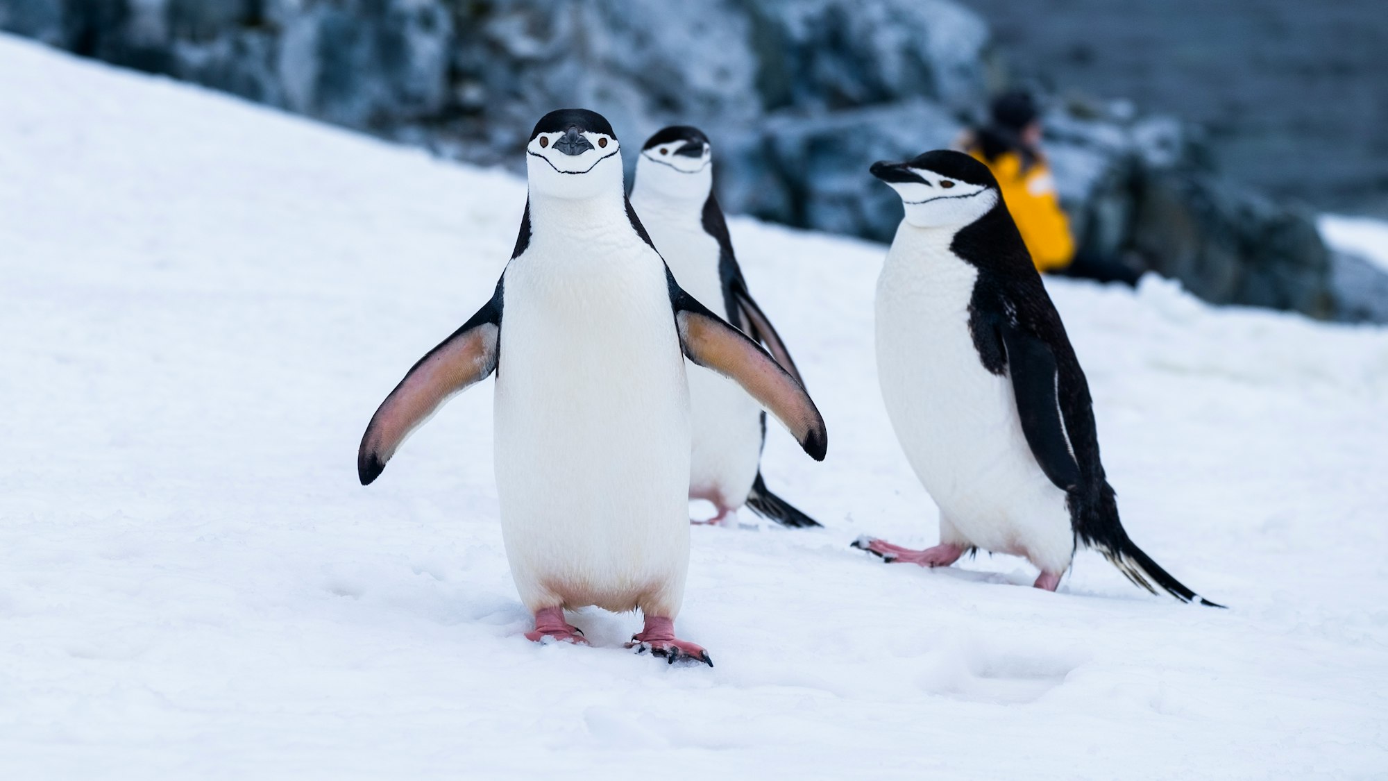 Pingüinos antárticos en campos cubiertos de nieve durante el día