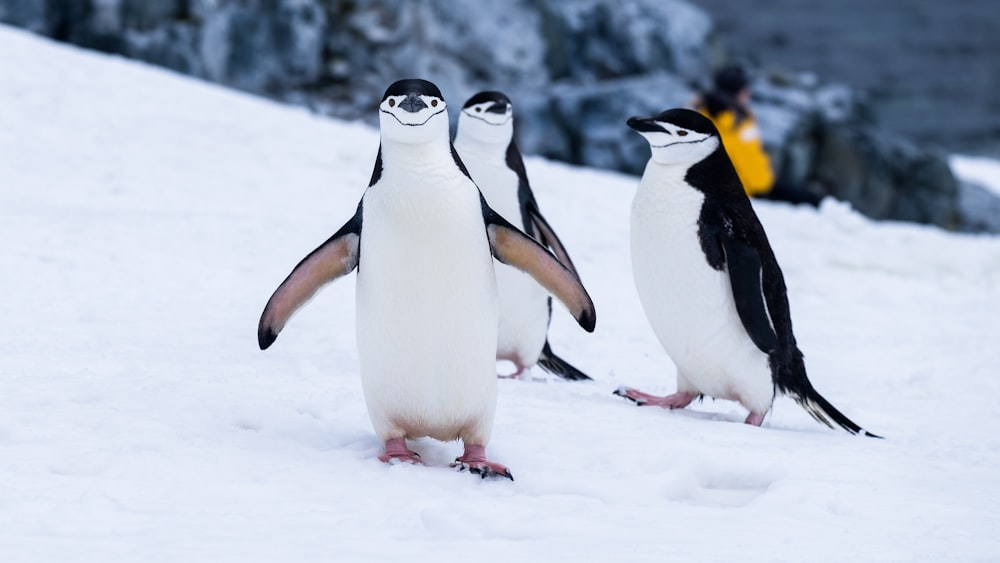 Pingüinos en campos cubiertos de nieve durante el día