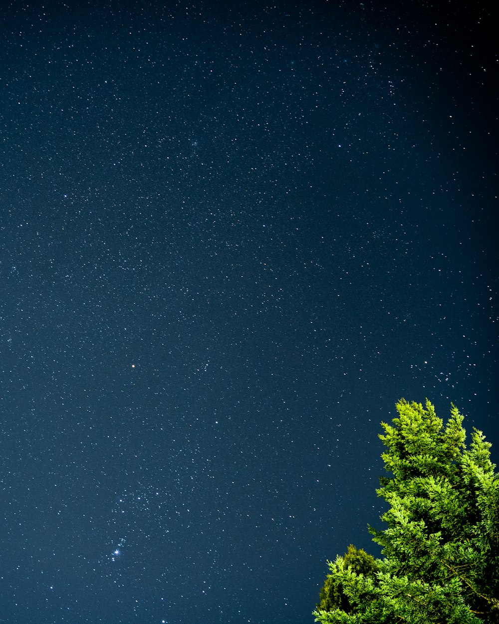 tree at night