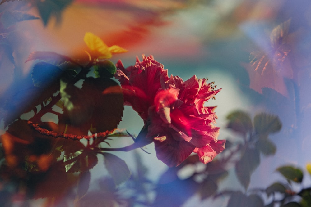 foto em close-up da flor de pétala rosa