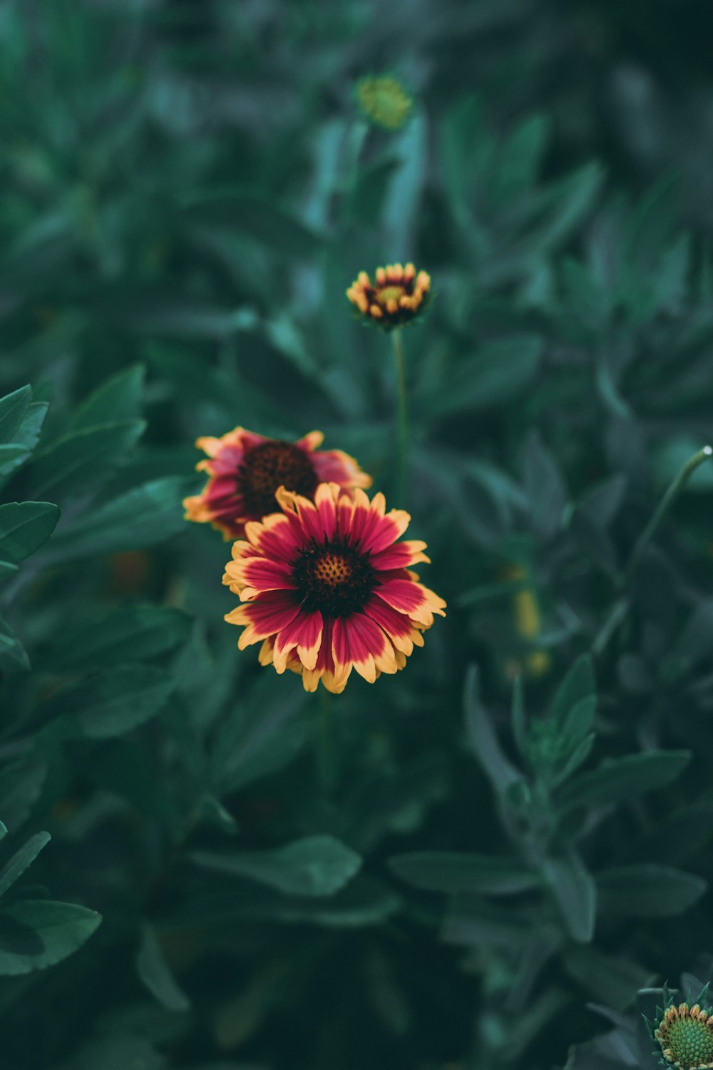 red and yellow petaled flowers