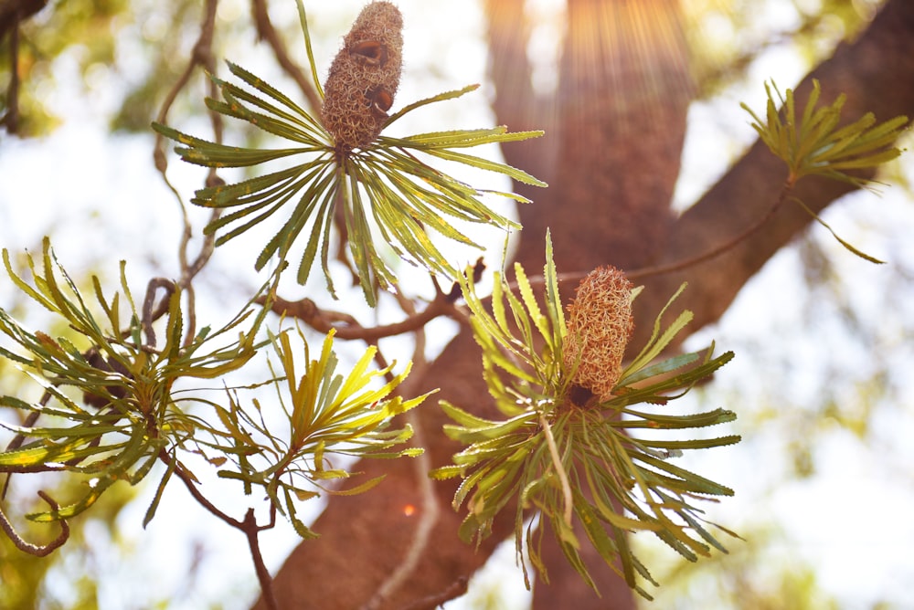 green leafy tree