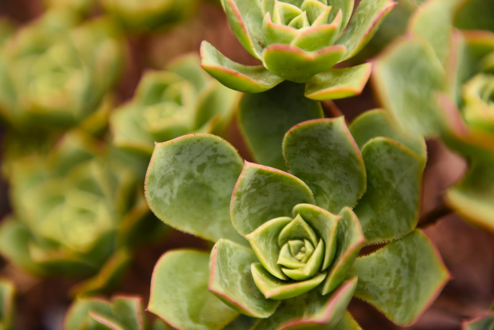 pile of succulents