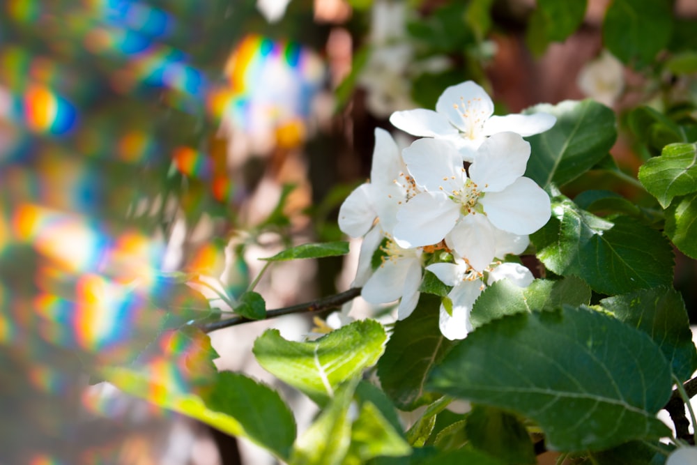 selective focus photography of white 5-petaled flowers