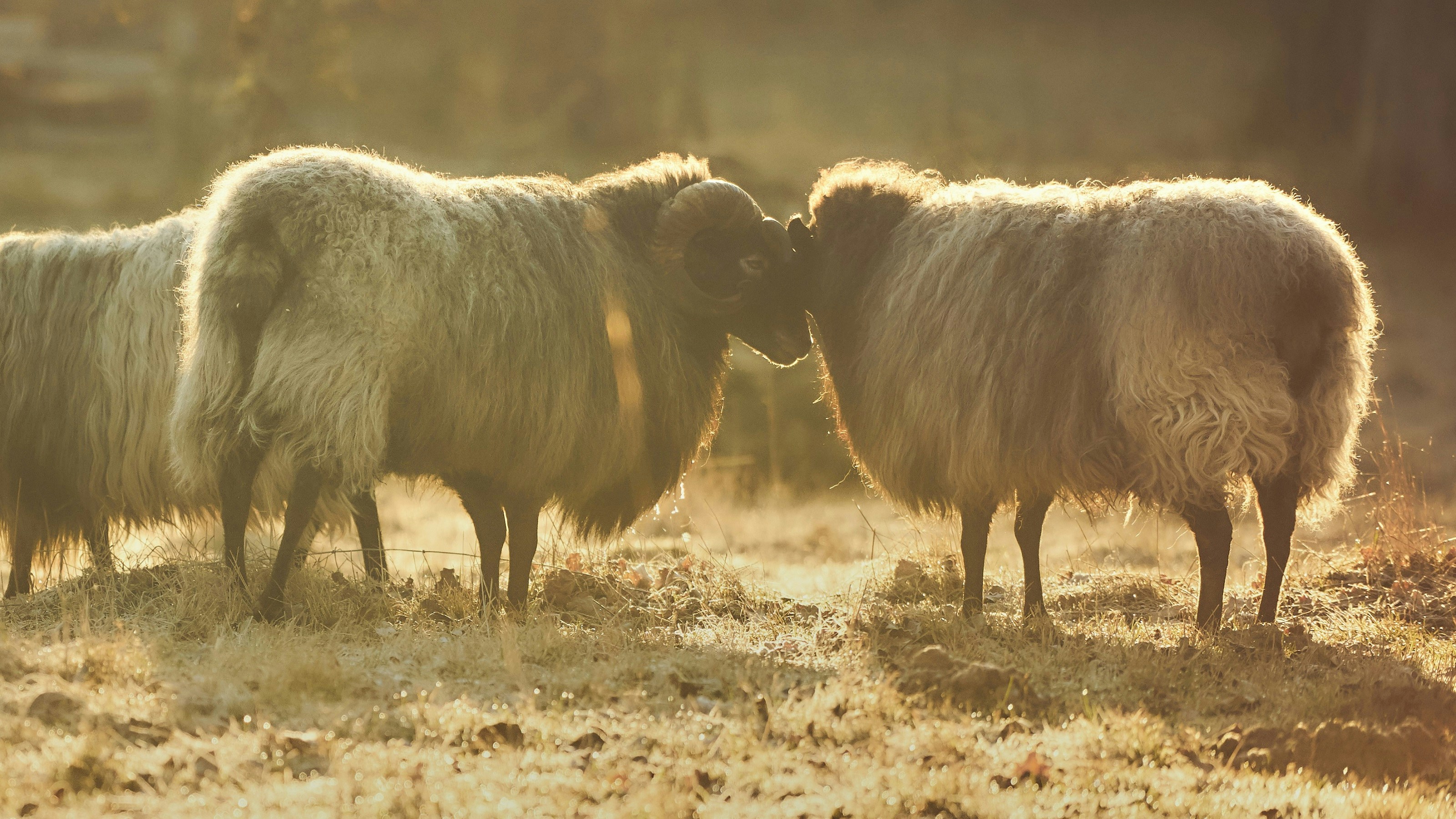 Photo by bruno_kelzer