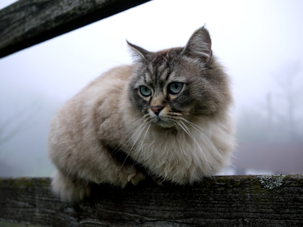 beige Maine Coon lying on wooden fence