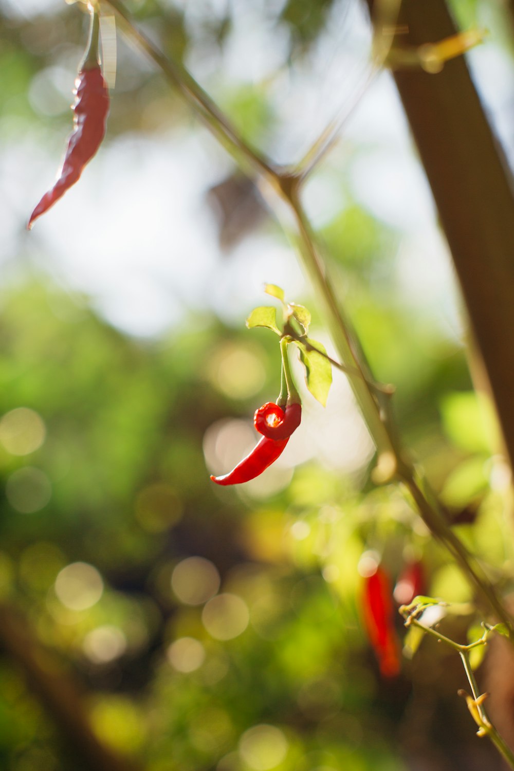 selective focus photography of chili