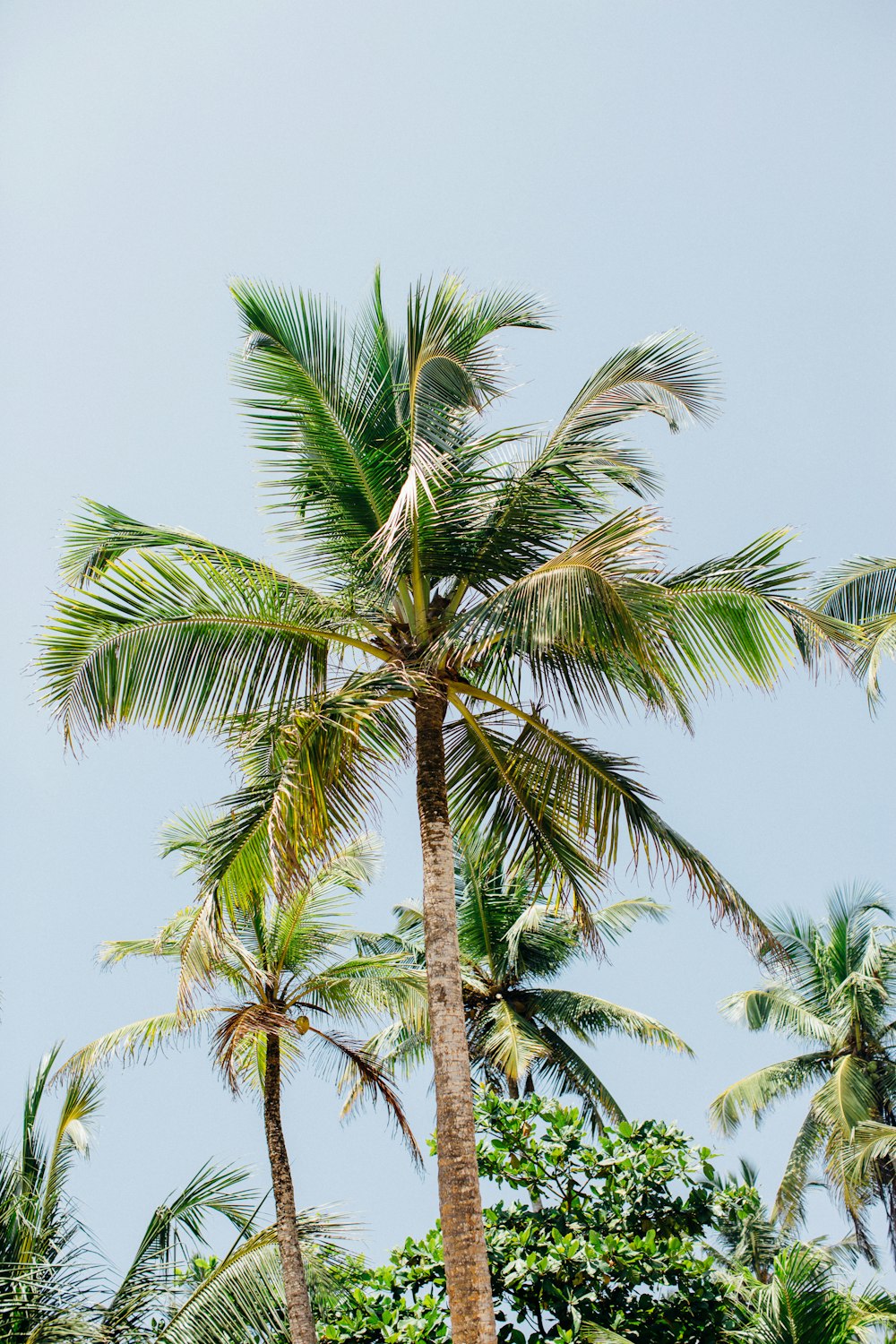 coconut trees during daytime