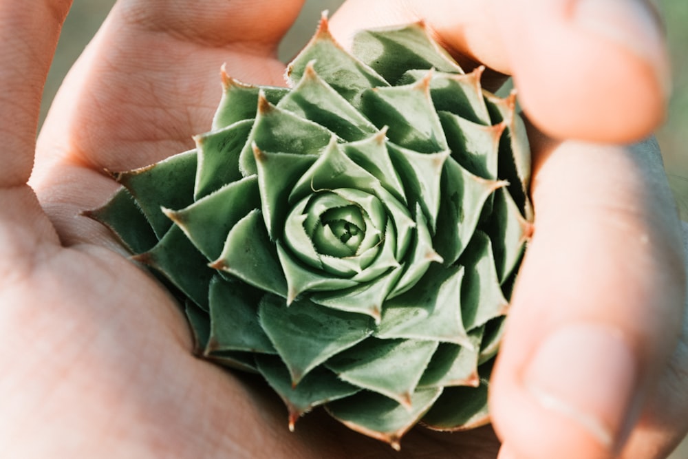 person holding succulent