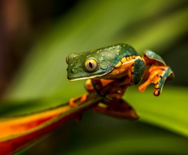A vibrant close-up of a bright green tree frog perched on a leaf in a lush rainforest.