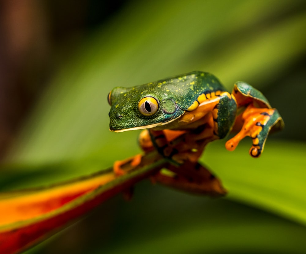 Fotografía de enfoque selectivo de rana verde