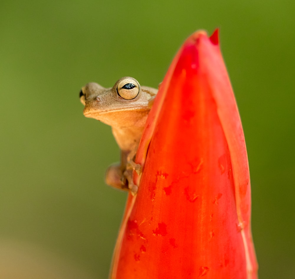 赤い植物に映る茶色のカエルの選択焦点写真