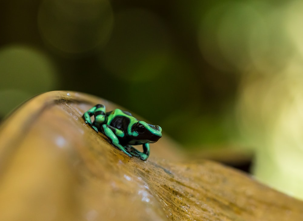 black and green frog on brown surface