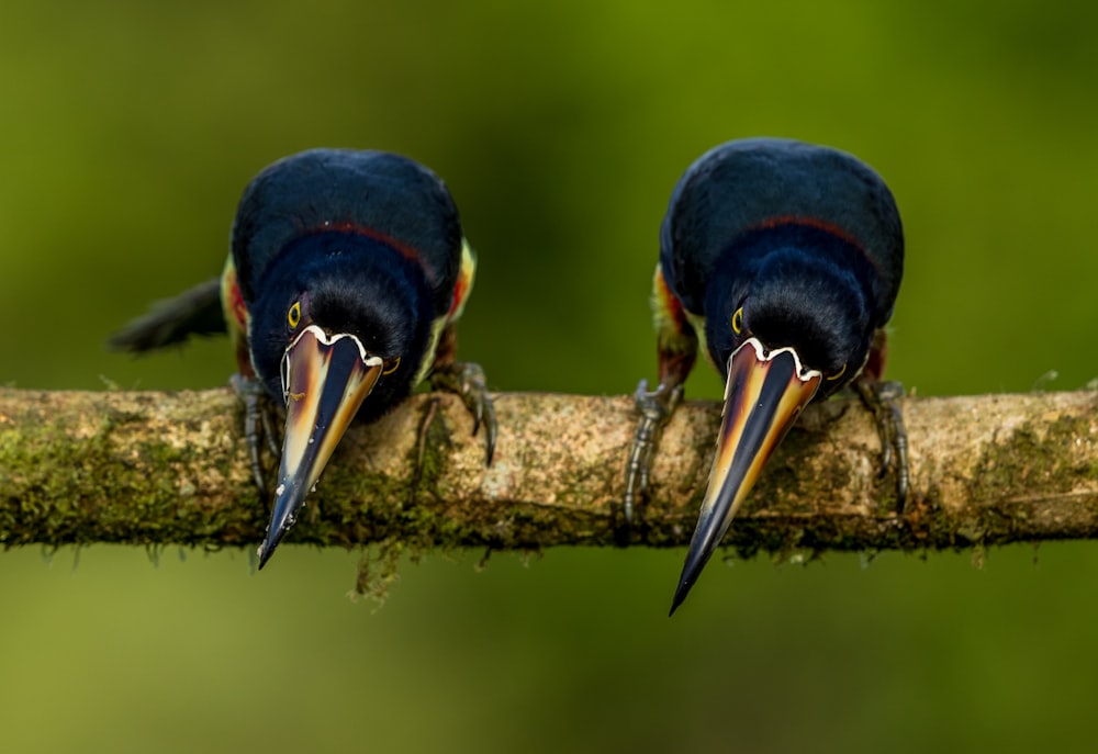 black birds on brown branch